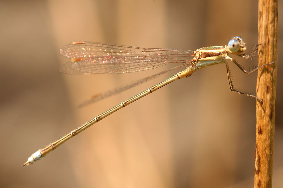 Lestes virens e Lestes barbarus....